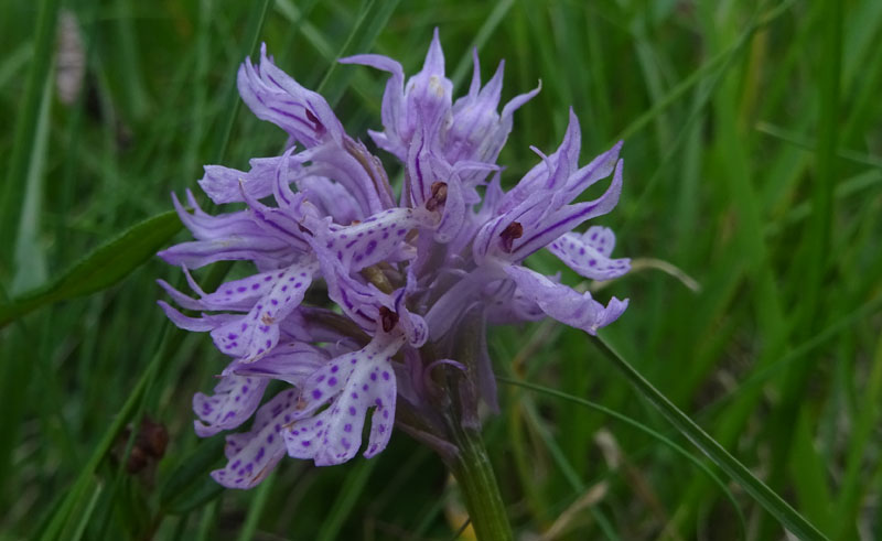 Neotinea tridentata - Cimone (TN)